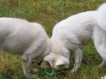 Krayon's kennel