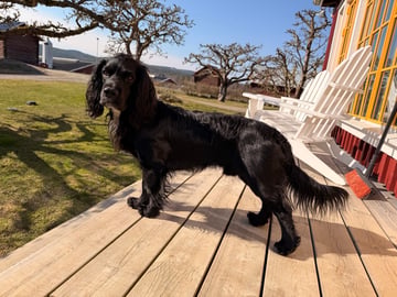 Rummeltorp