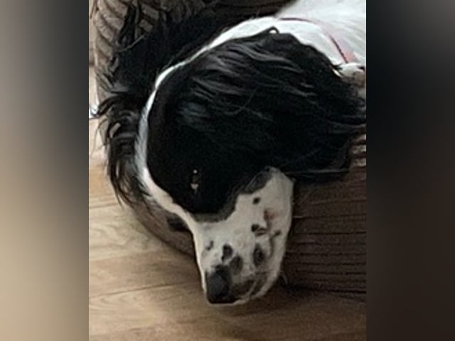 Cocker spaniel · Silkeborg · Casper B.