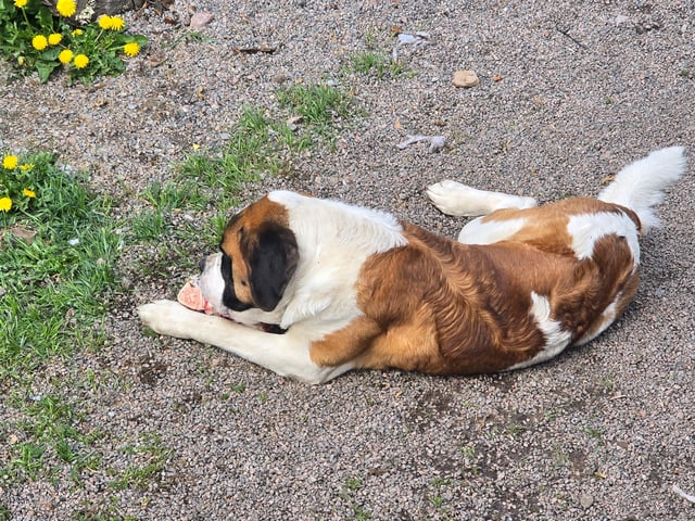 Sanktbernhardshund