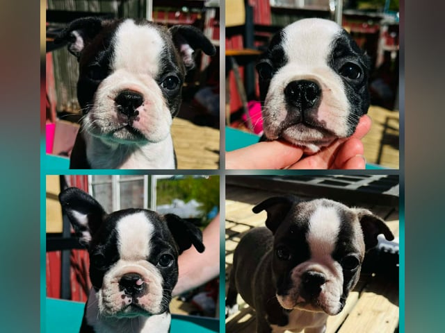 Boston terrier