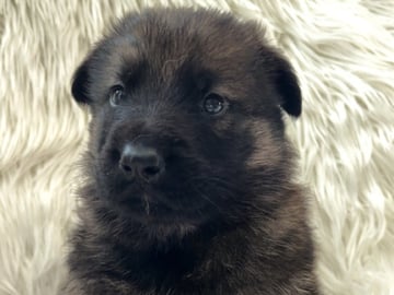 Schæferhund · Liden · Snömarkens