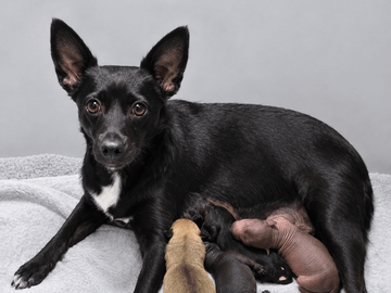 Peruvian Inca Orchid · Grästorp · Kennel Wänerskär