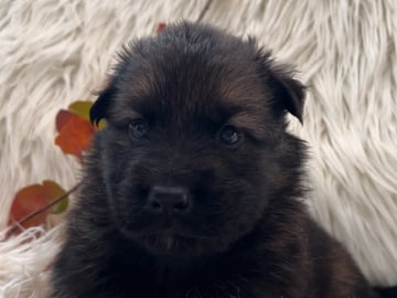 Schæferhund · Liden · Snömarkens