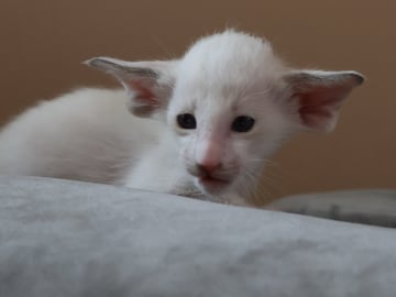 Oriental Adore Cattery