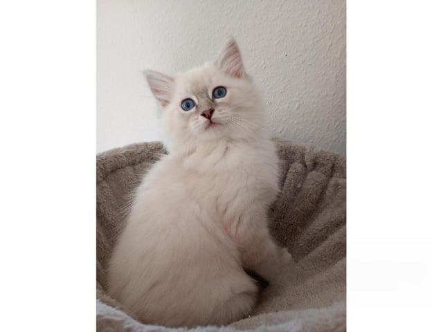 kitten: Denzel