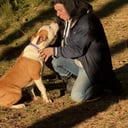 American staffordshire terrier