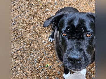 Cane corso · Perstorp · Annicanina's