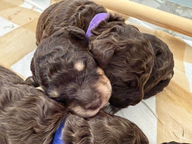 Lagotto romagnolo