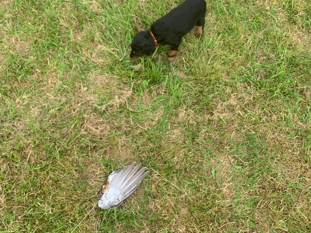 Gordon setter