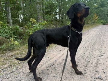 Polish Hunting Dog · Fliseryd · Kelly G.