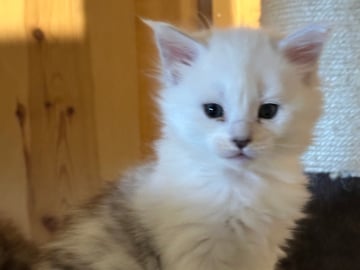 NO* HavPerlen’s