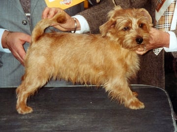 Norfolkterrier