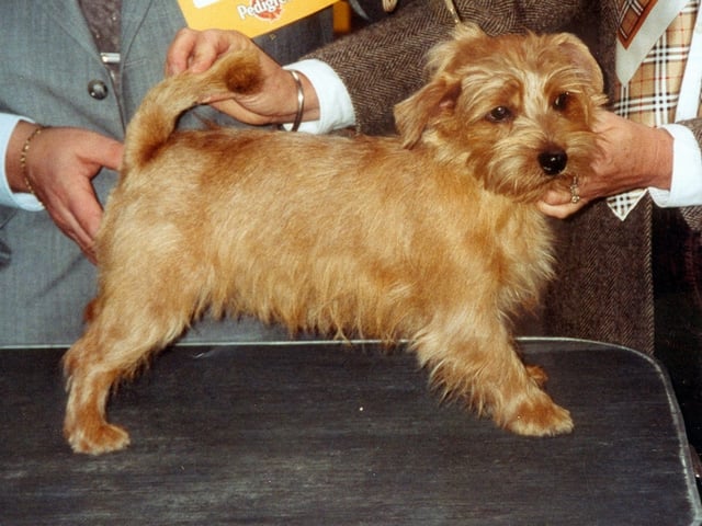 Norfolk terrier
