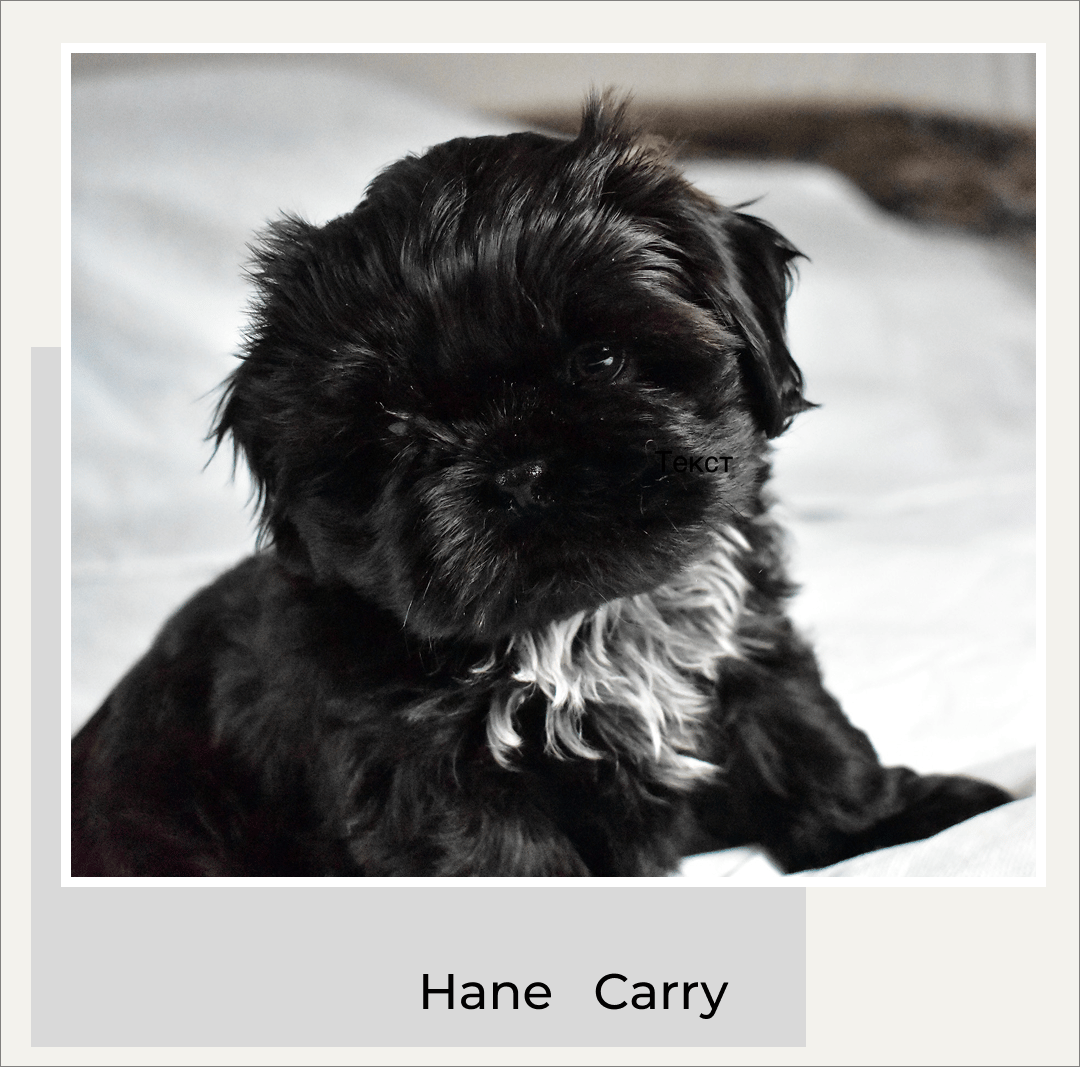 The merry shih-tzu family