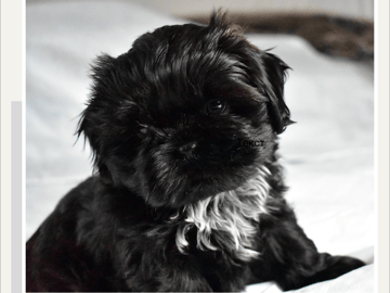 The merry shih-tzu family