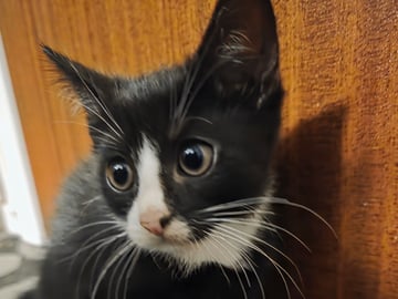 Mamman  är tredje generation Sokoke katt pappan är Tuxedo katt · Malmö · Mohamed A.