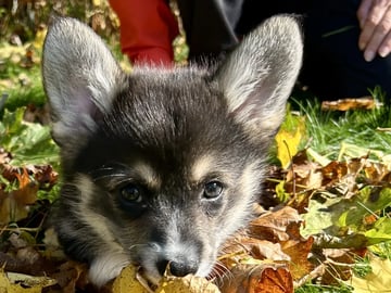 Welsh corgi pembroke · Spydeberg · Spydebergspoten
