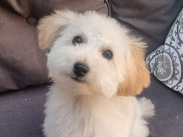 Maltipoo