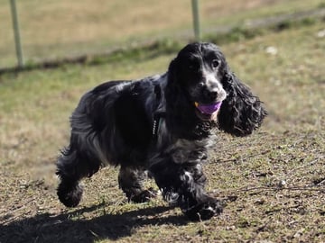 Cocker spaniel · Färjestaden · Kari K.