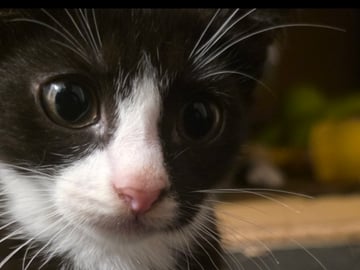 Mamman  är tredje generation Sokoke katt pappan är Tuxedo katt · Malmö · Mohamed A.