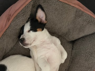 Jack Russell terrier · åstorp · Dzenita R.