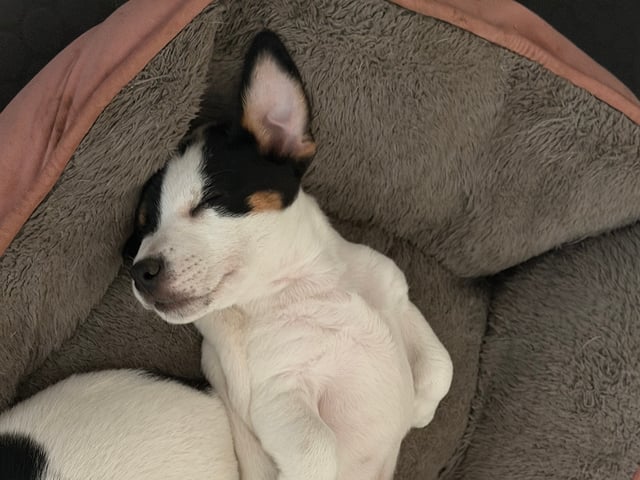 Jack Russell terrier