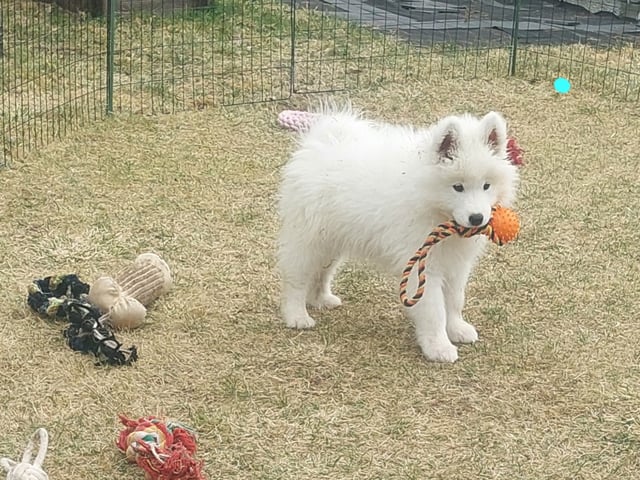 Samojedhund