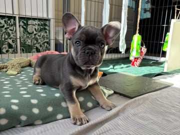 Fransk bulldog · Munka-ljungby · Skogslyckan