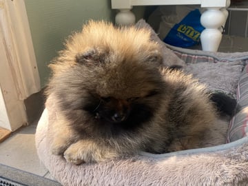 Pomeranian · Enskede · China Garden