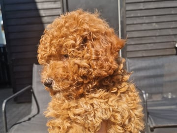 Dream Puppy