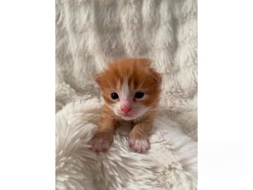 SnowKitten