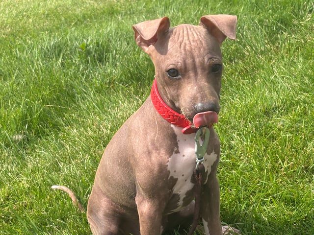 American Hairless Terrier