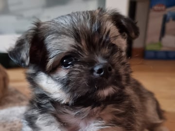 Chihuahua · Bålsta · Bålsta