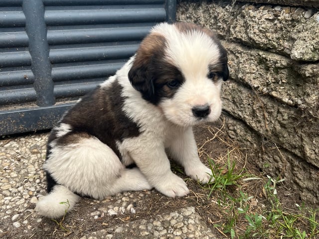 Puppy: Pippi