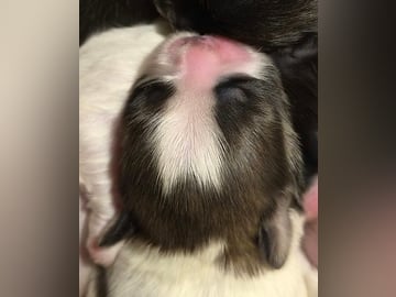 Shih Tzu · København Ø · Lisbeth J.