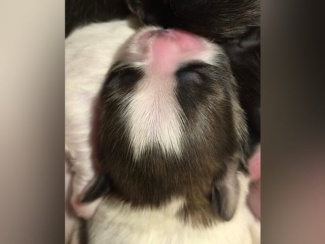 Skønne Shih Tzu hvalpe