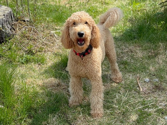 Goldendoodle