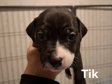 Tik 3