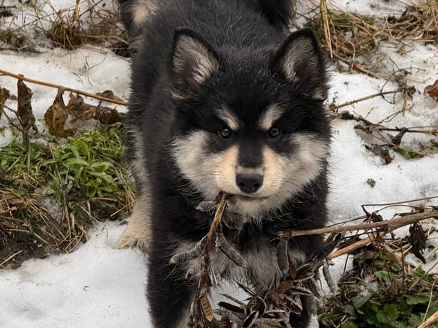 Finsk lapphund