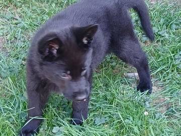 Kennel Snibor Anzi