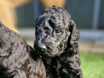 Double Doodle · Borås · Smith Labradoodles