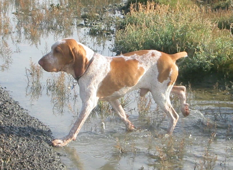 Bracco italiano