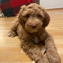 Labradoodle