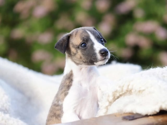 Whippet