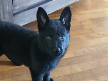 Kennel Snibor Anzi