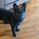Schäferhund