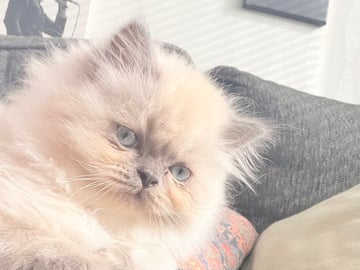 Ragdoll · Varberg · Abdulelah A.