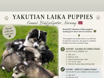 Yakutian laika · Nordli · Toril Olsen Røseng