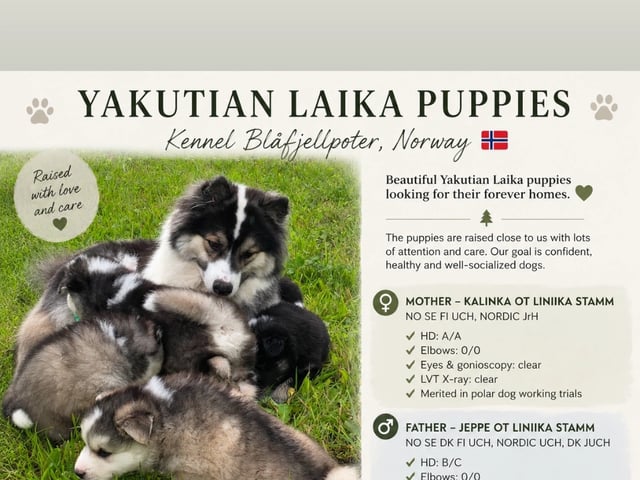 Yakutian Laika